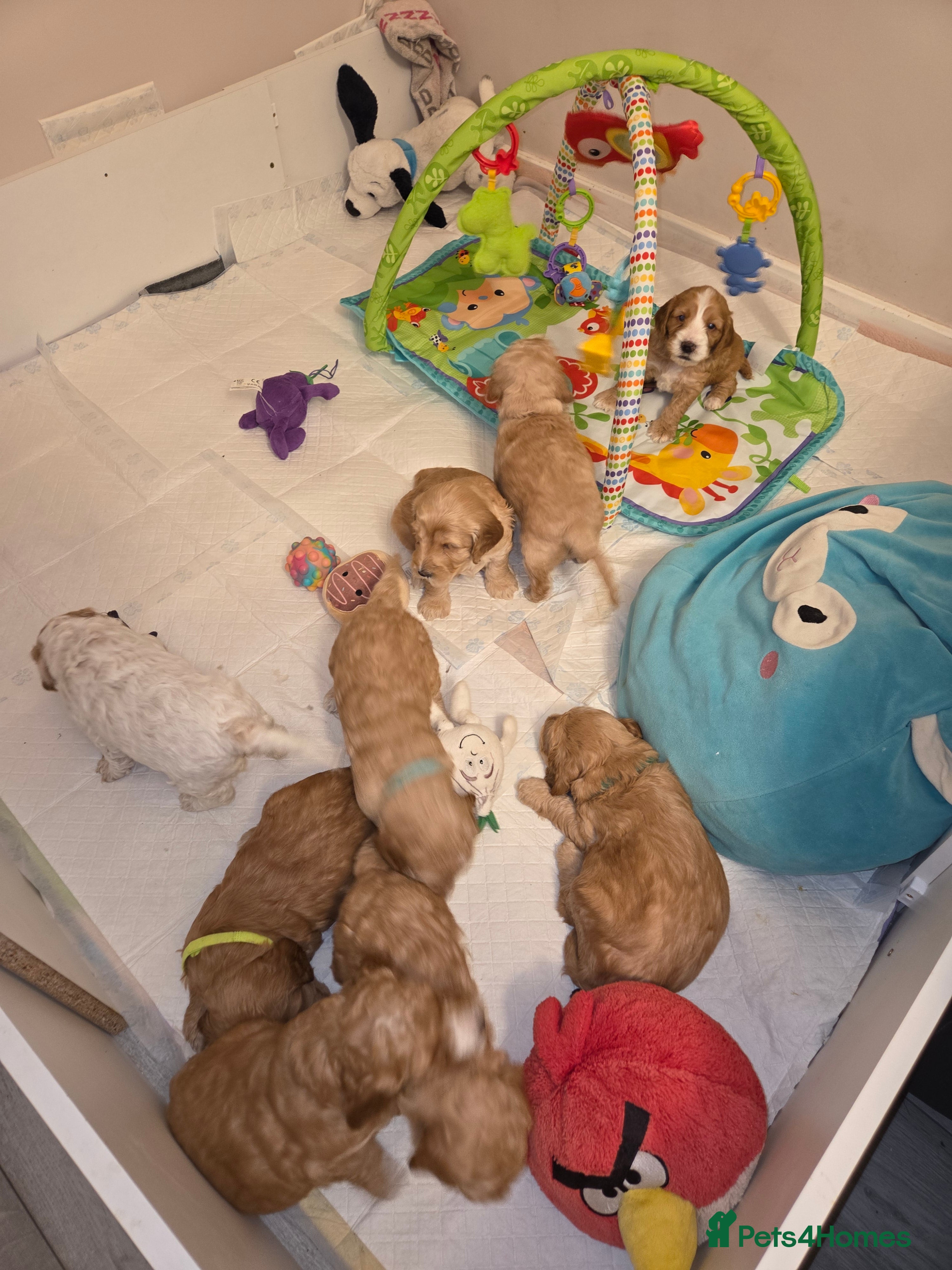 Cockapoo dogs F2 Cockapoo Puppies - Advert 2