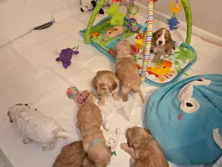 Cockapoo dogs F2 Cockapoo Puppies - Advert 5