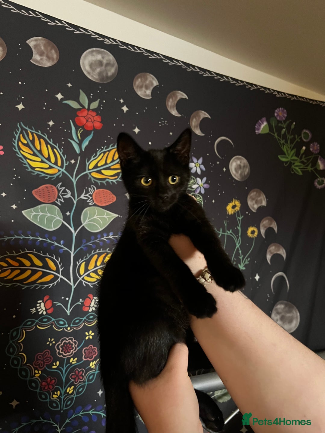 Domestic Shorthair cats for sale: 13 week old female kitten - Image 4