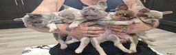 French Bulldog dogs for sale: Exceptional KC Registered French Bulldog Puppies in Carmarthen - Advert 19