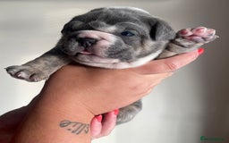 Old Tyme Bulldog dogs for sale: New English bulldogs available  - Image 15