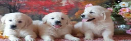 Golden Retriever dogs for sale: Golden retriever puppies  - Advert 3