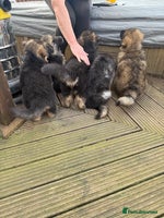 German Shepherd dogs - Advert 16