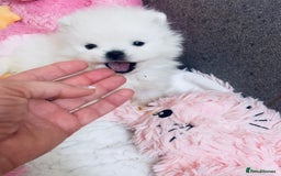 Pomeranian dogs for sale: Stunning Kc-reg boys 🌟🌟🌟🌟🌟 - Image 1