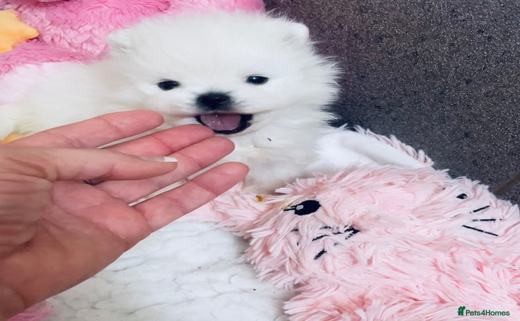 Pomeranian dogs - Advert 2