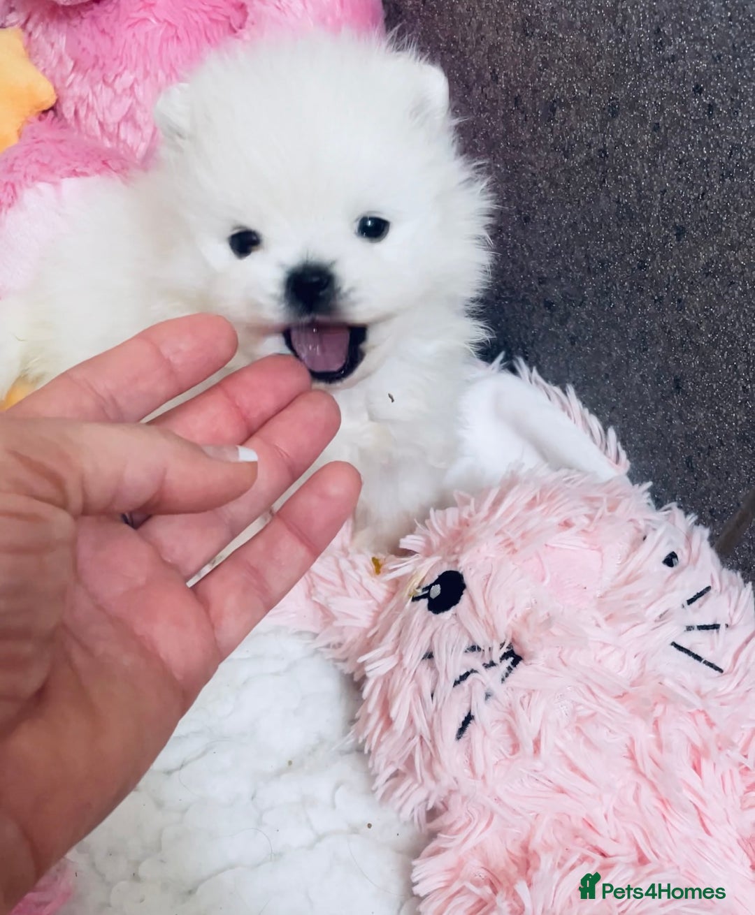 Pomeranian dogs for sale: Stunning Kc-reg boys 🌟🌟🌟🌟🌟 - Image 1