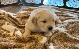 Golden Retriever dogs for sale: Expecting golden retriever puppies - Image 3