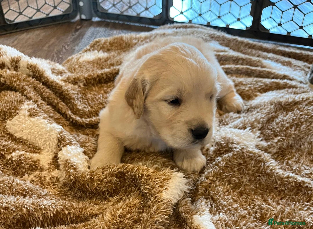 Golden Retriever dogs for sale: Expecting golden retriever puppies - Image 3
