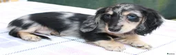 Miniature Dachshund dogs for sale: Cream dapple in Warrington - Advert 14