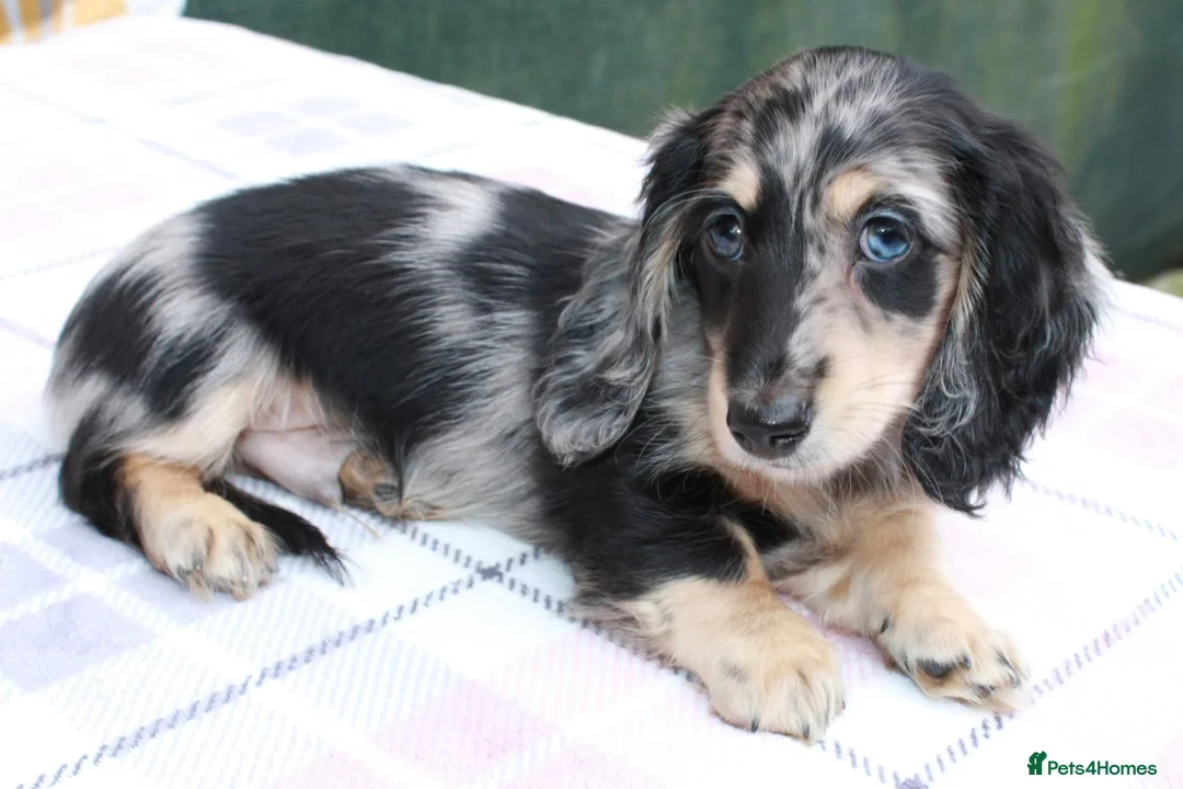 Miniature Dachshund dogs for sale: Cream dapple in Warrington - Advert 14