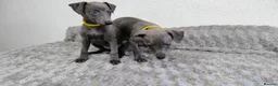 Whippet dogs for sale: (Solid) Blue Whippet KC Registered Puppies - Advert 9