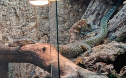 Monitor reptiles for sale: Varanus doreanus  blue tailed monitor  - Image 3