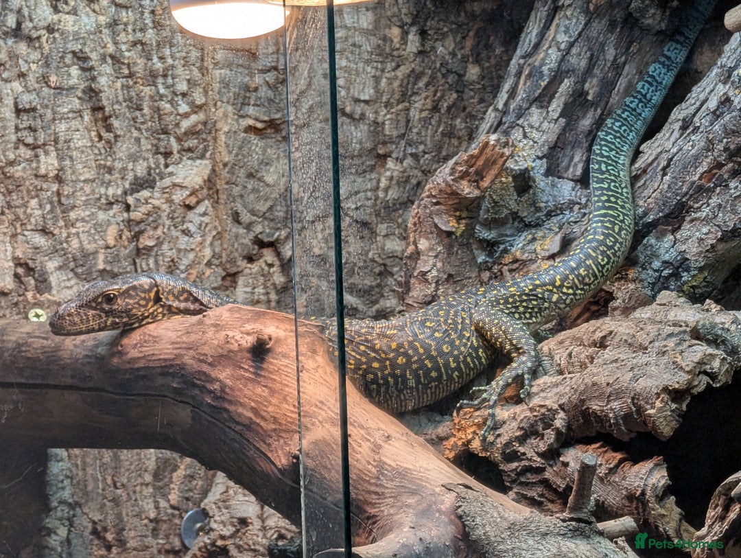 Monitor reptiles for sale: Varanus doreanus  blue tailed monitor  - Image 3