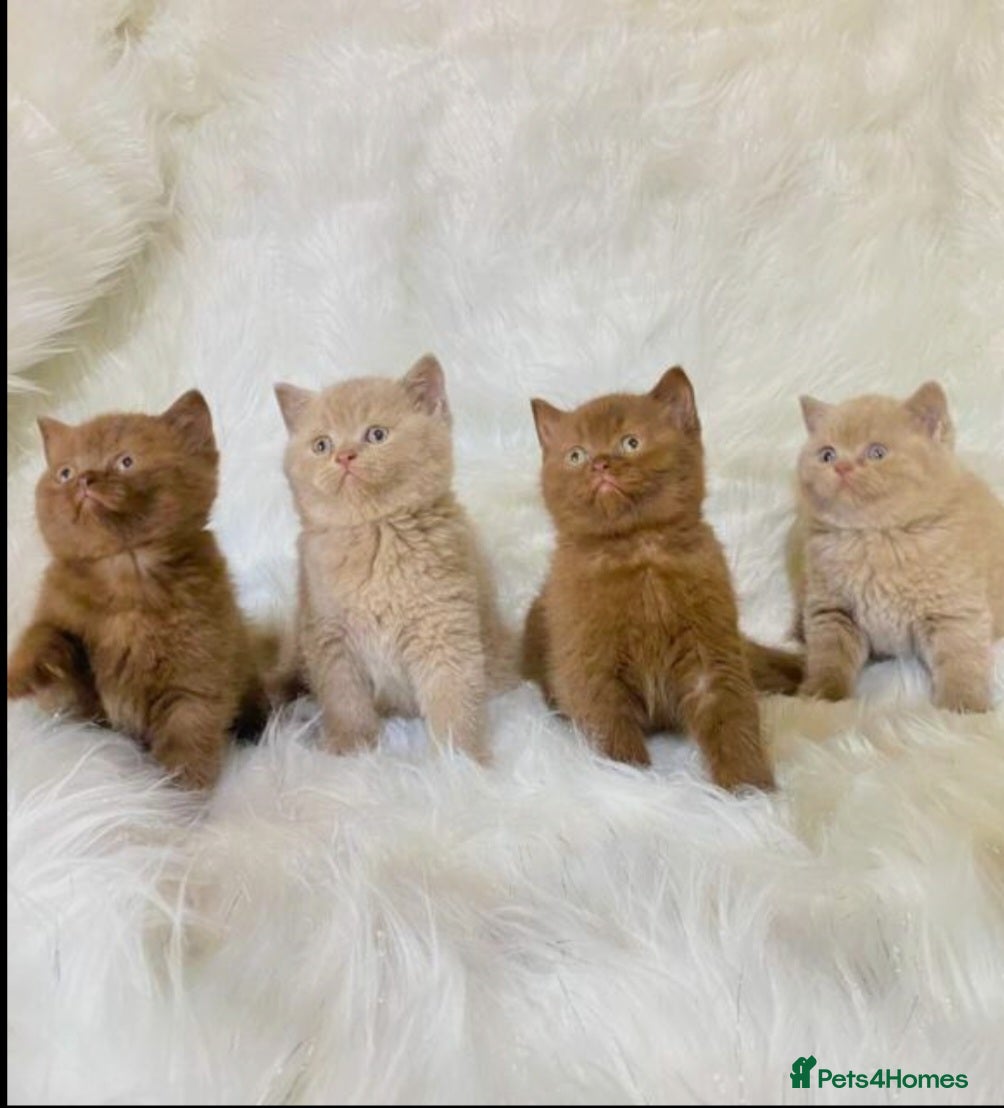 British Shorthair cats British shorthair kittens  - Advert 1