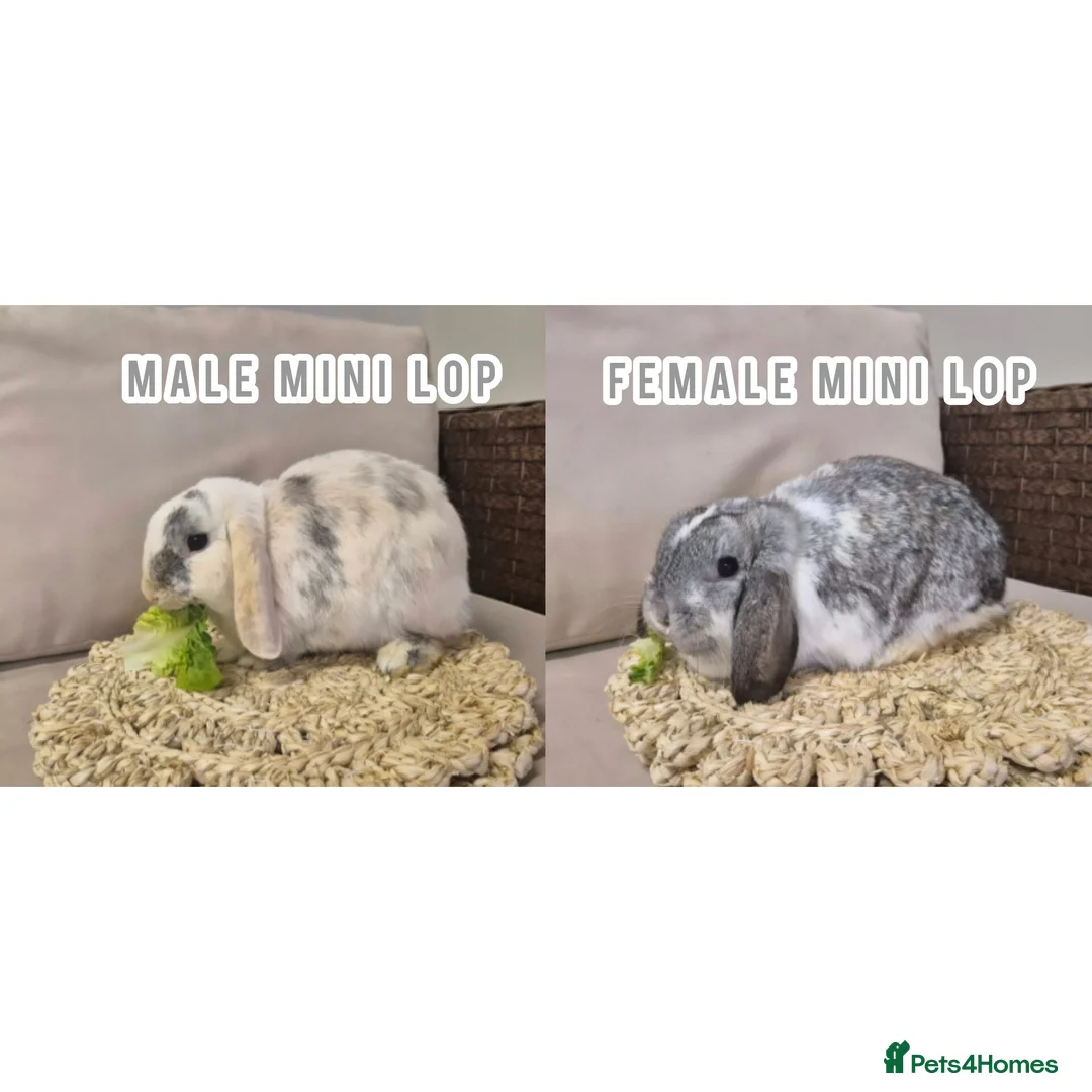 Mini Lop rabbits for sale: 2x mini lops for sale 1years old 🐰  - Advert 1