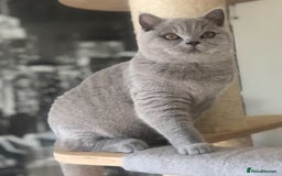 British Shorthair cats for sale: Beautiful BSH lilac girl for sale - Advert 7