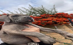 Cane Corso dogs for sale: Cane corso puppies 9 weeks old - Image 18