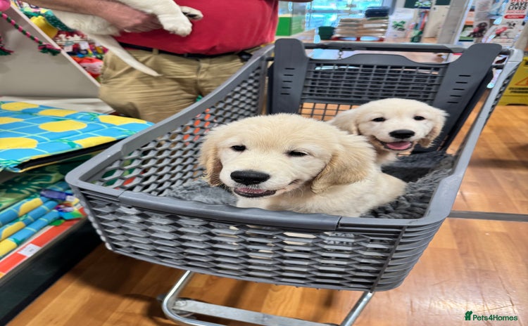Golden Retriever dogs - Advert 5