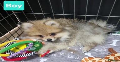 Pomeranian dogs - Advert 3