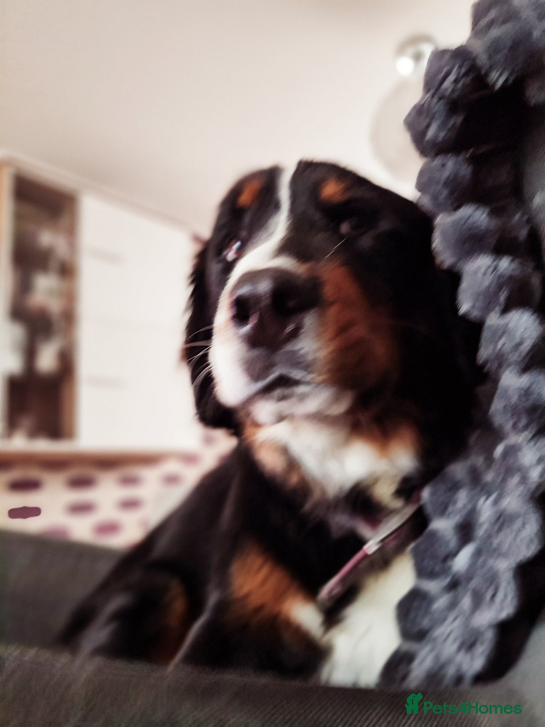 Bernese Mountain Dog dogs for sale: 10 months old BMD girl - Image 2