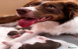 Border Collie dogs for sale: Red & White Tri border collie puppies  - Image 2