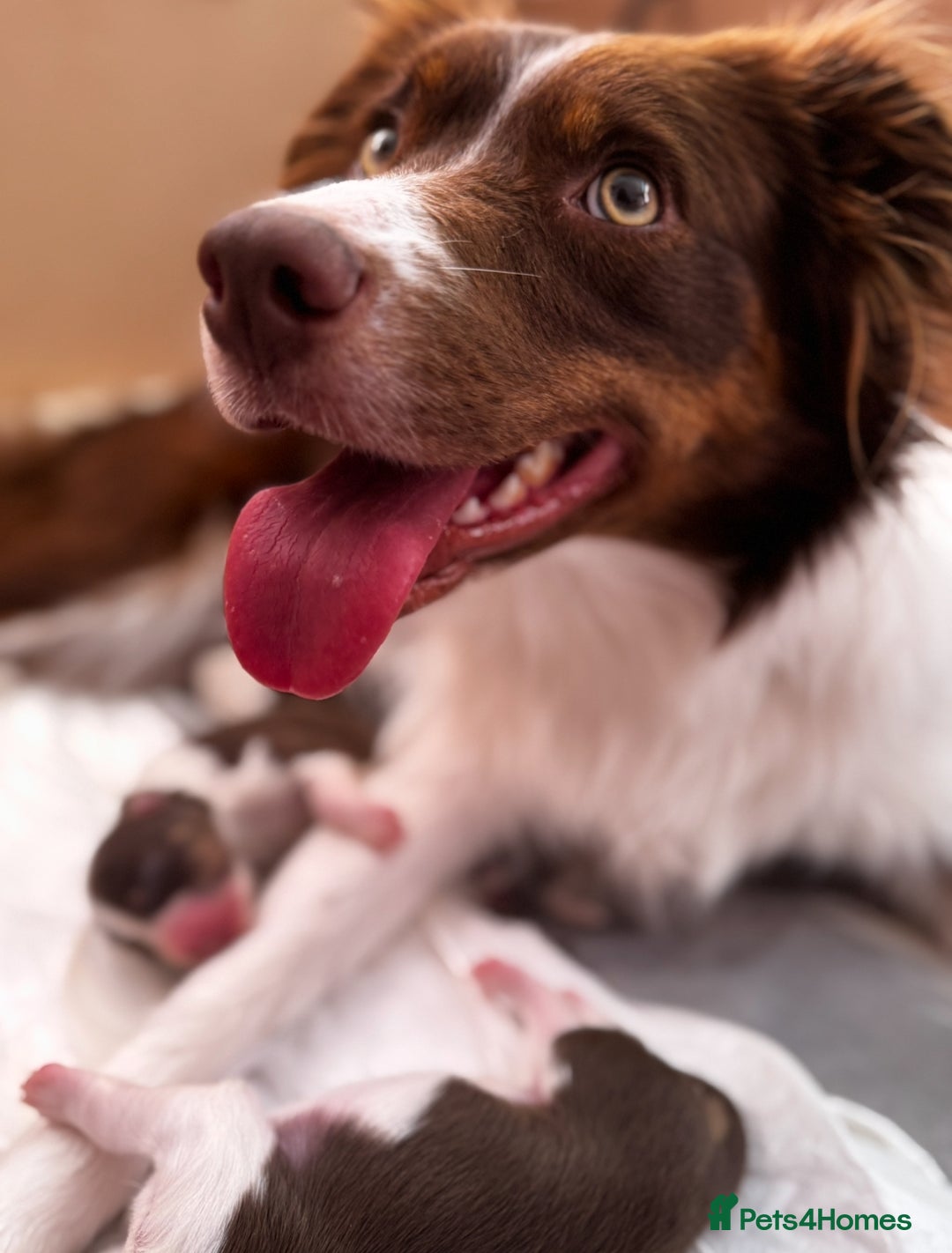 Border Collie dogs for sale: Red & White Tri border collie puppies  - Image 2