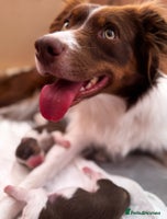 Border Collie dogs - Advert 4