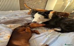 Border Collie dogs for sale: New home for max  - Image 4