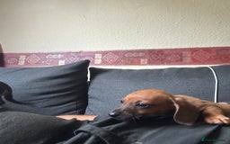 Dachshund dogs for sale: Dachshund pups  - Image 5