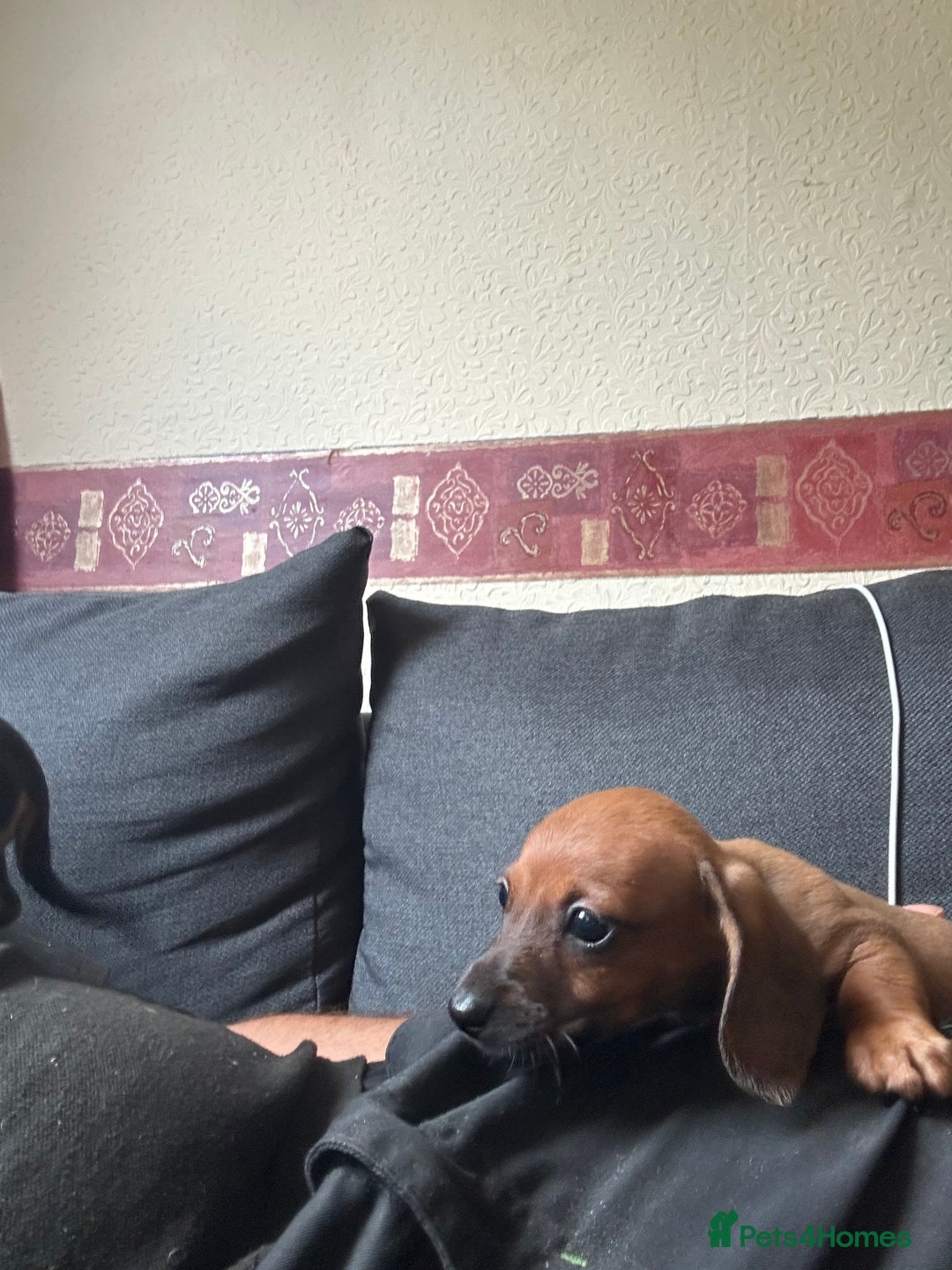 Dachshund dogs for sale: Dachshund pups  - Image 5