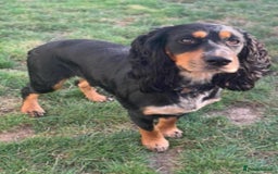 Cockapoo dogs for sale: black sable cockapoo girl  - Advert 39