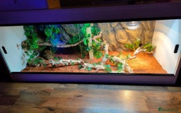 Bearded Dragon reptiles for sale: Bearded Dragon AND full working enclosure - Image 3