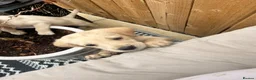 Goldador dogs for sale: Golden Retriever X KC Labrador Retriever - Advert 11