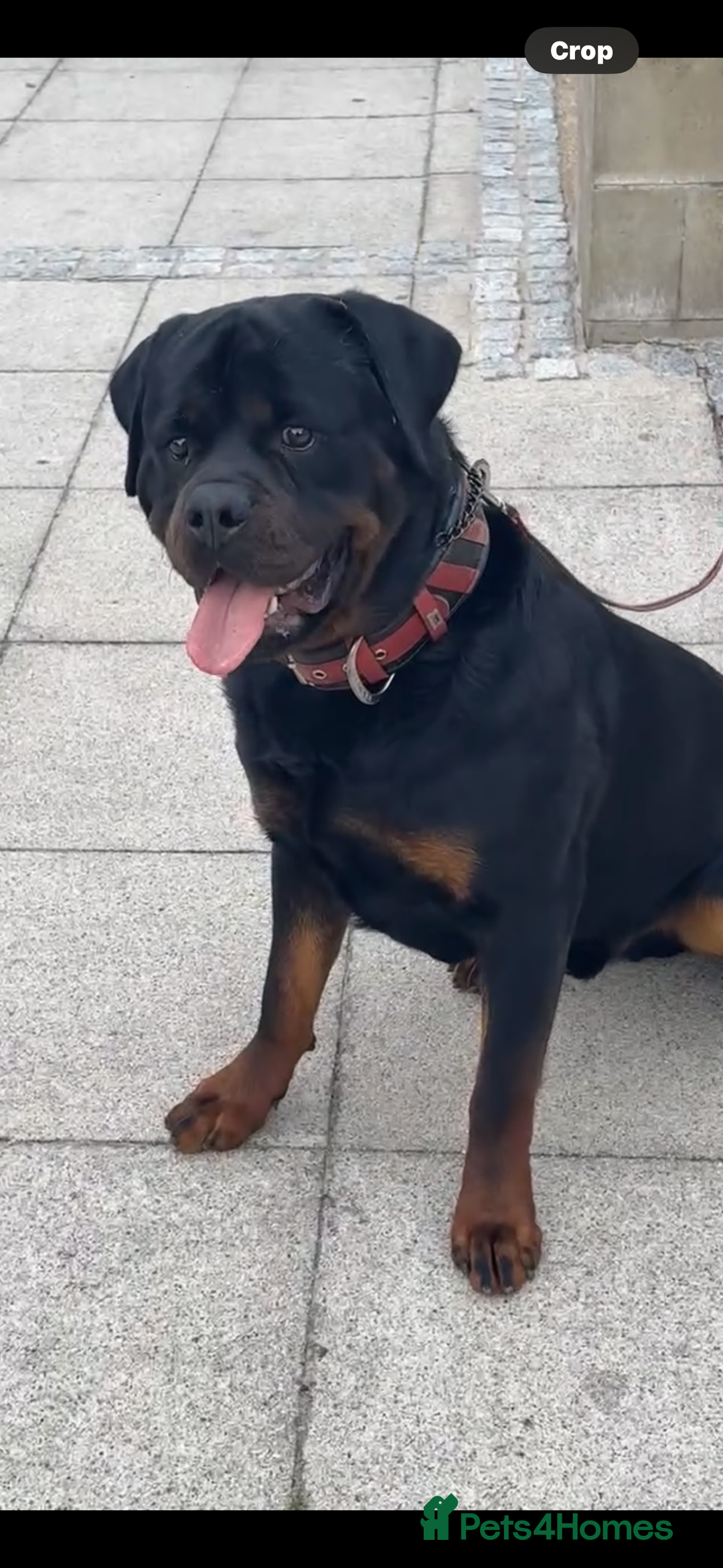 Rottweiler dogs for stud: Champion bloodline rottiweiler stud  - Image 5
