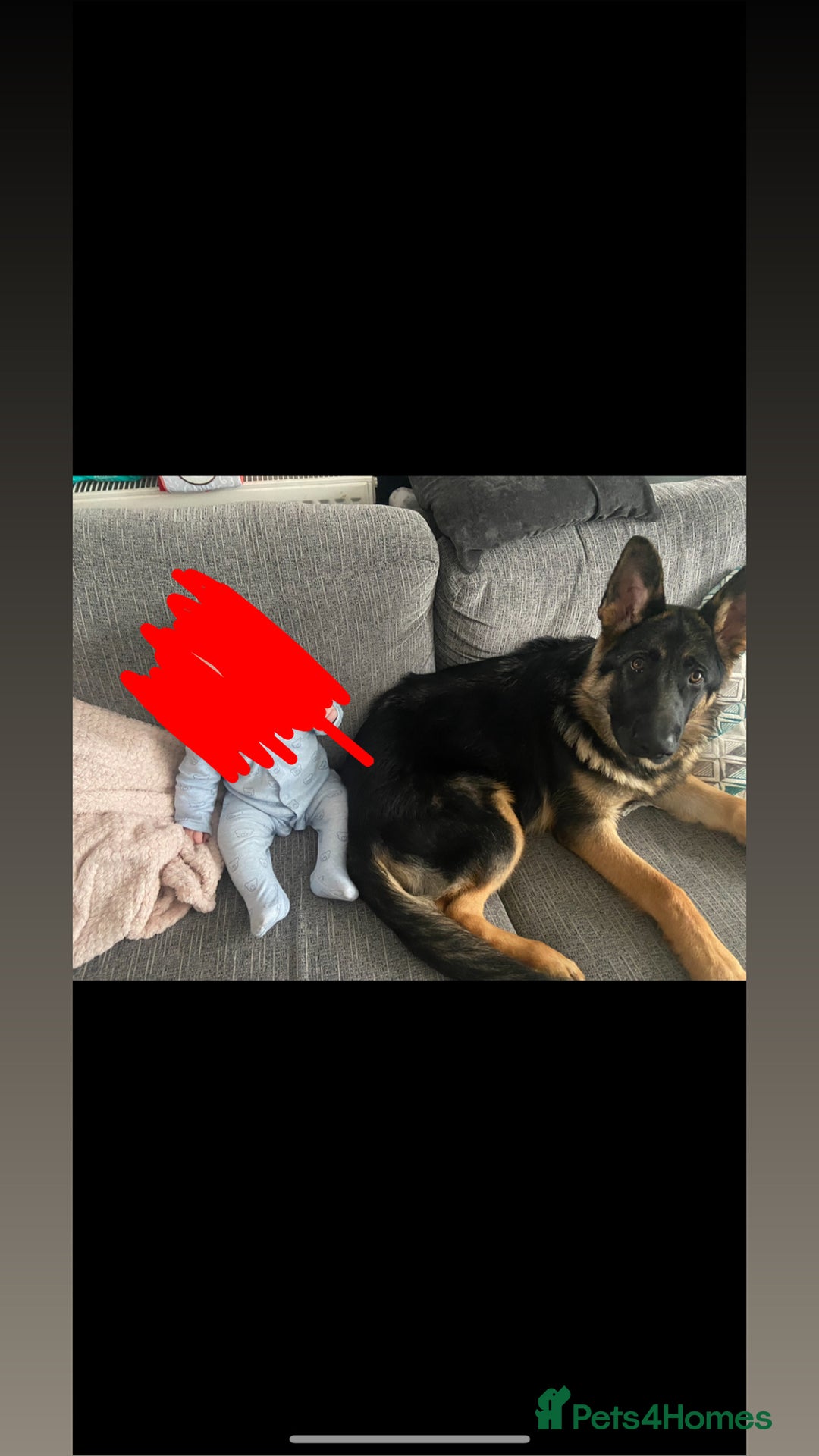 German Shepherd dogs for sale: Almost 2 year old boy for sale - Advert 9