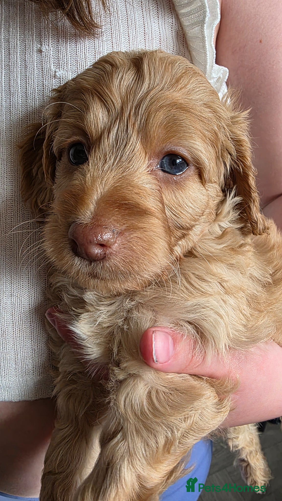 Cockapoo dogs 6 beautiful F1 cockapoos  - Advert 16