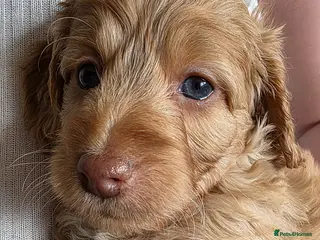 Cockapoo dogs 6 beautiful F1 cockapoos - Advert 16