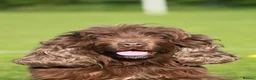Cocker Spaniel dogs for sale: Beautiful show cocker spaniel  - Advert 1