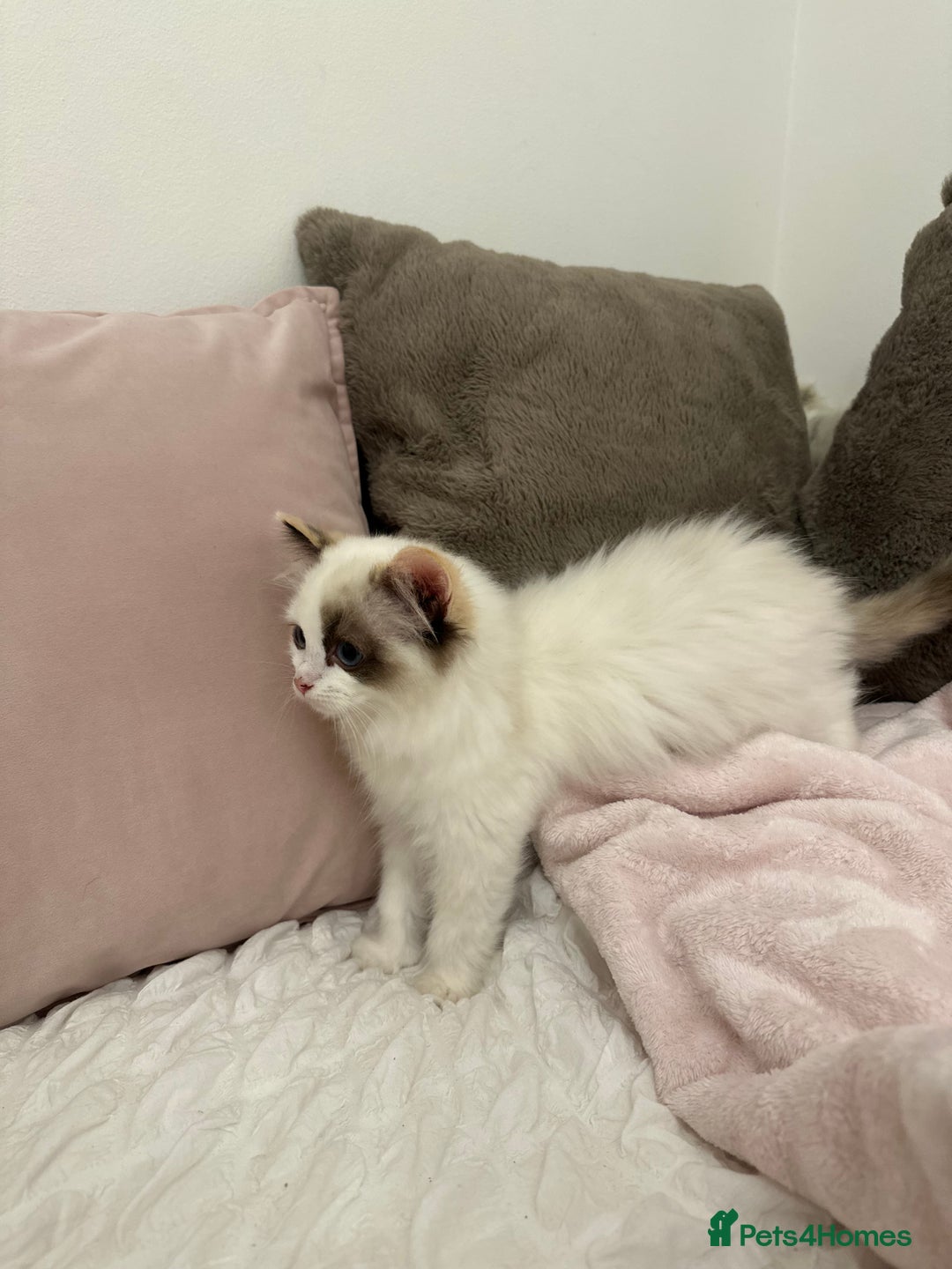 Ragdoll cats for sale: Gorgeous full pedigree ragdoll kittens - Advert 7