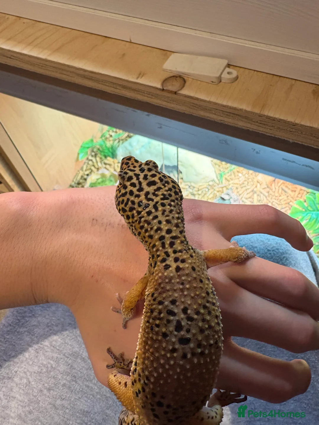 Leopard Gecko reptiles for sale: Female leopard gecko  - Advert 9