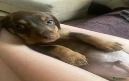 Dachshund dogs for sale: 3 male 2 female dashound puppies ready to go. - Image 12