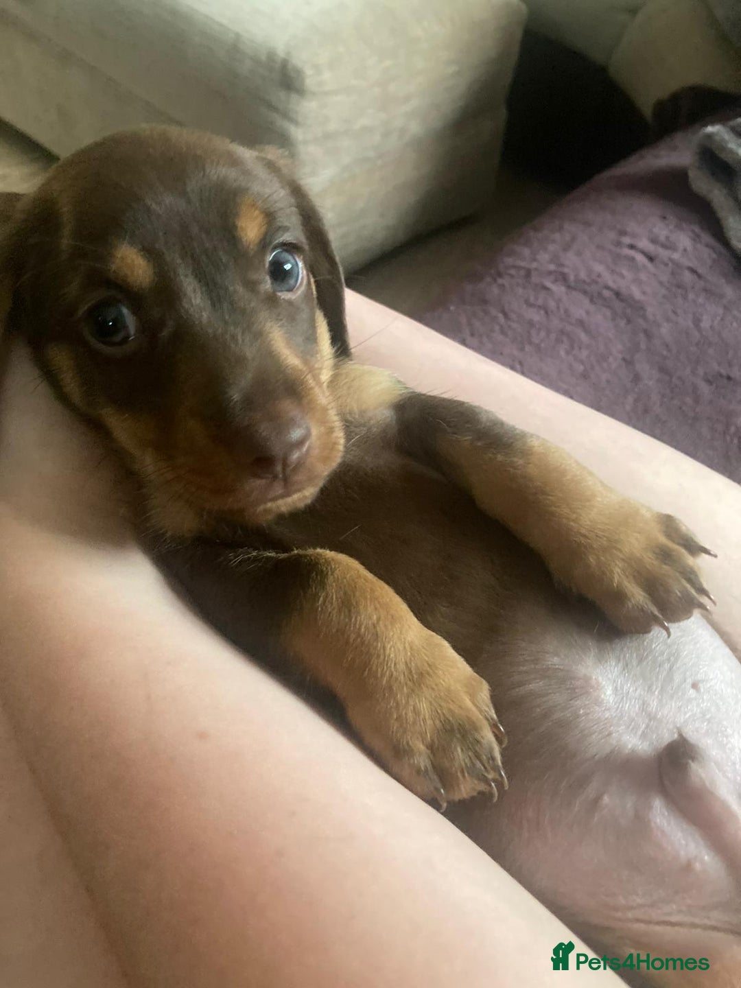 Dachshund dogs for sale: 3 male 2 female dashound puppies ready to go. - Image 12