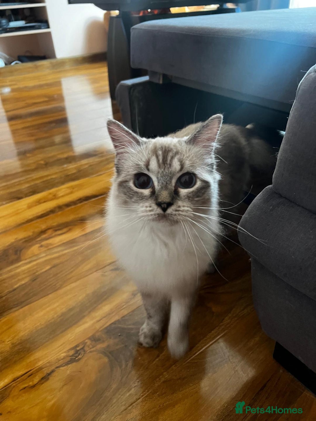 Ragdoll cats for sale: GCCF Ragdoll  - Image 4