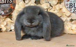 French Lop rabbits for sale: French lop babies - Image 5