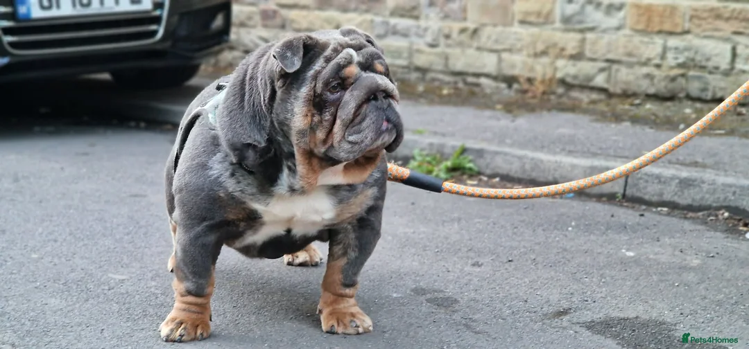 English Bulldog dogs for sale: Quality male for sale - Advert 2
