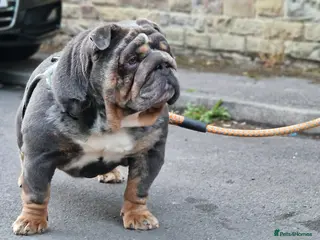 English Bulldog dogs Quality male for sale - Advert 9