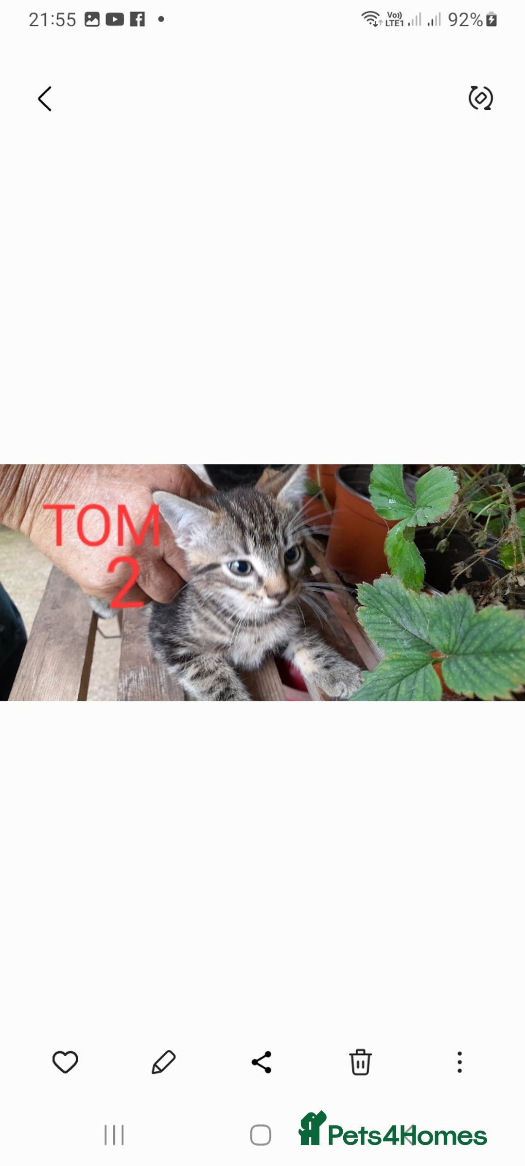 Mixed Breed cats for sale: Beautiful farm kittens  - Image 3