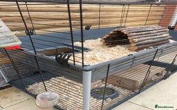 Guinea Pig rodents for sale: For Sale 2 Guinea Pigs With Cage and Accessories  - Image 12