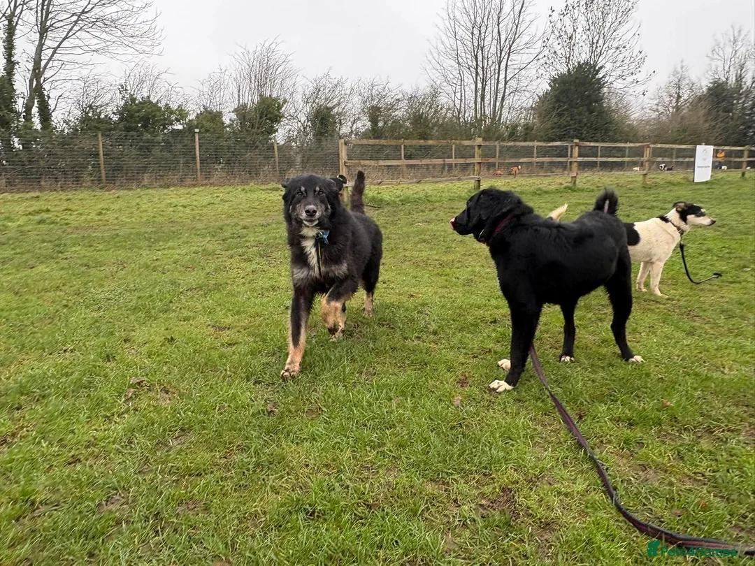 Mixed Breed dogs for adoption: Waffle - Norwich Norfolk  - Advert 18