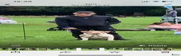 Mixed Breed dogs for stud: FOR STUD - Advert 2